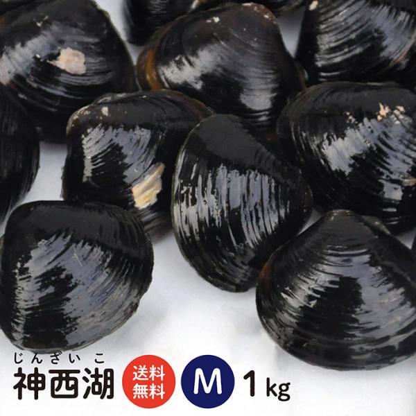 島根県・神西湖産 冷凍しじみ　Mサイズ 1kg（1キロ）送料無料 砂抜き済 シジミ 蜆 お取り寄せ ...