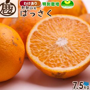 特別栽培[わけあり]はっさく7.5kg　　　　　 【減農薬栽培・有機肥料100%】【訳あり】【八朔・ハッサク】【送料無料】