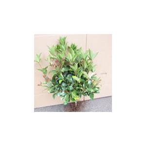 しきみ　50ｃｍ〜60cm