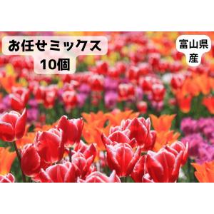 富山県産 チューリップ 球根 おまかせパック 可愛いお花 安心の国内出荷 10個