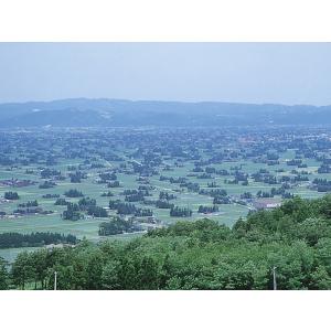富山県産 チューリップ 球根 おまかせパック ...の詳細画像2