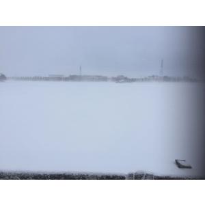 富山県産 チューリップ 球根 おまかせパック ...の詳細画像3