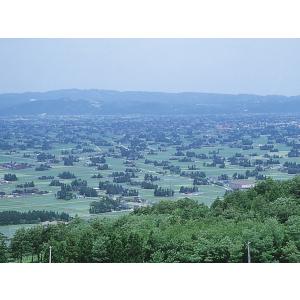 富山県産 チューリップ 球根 おまかせパック ...の詳細画像2
