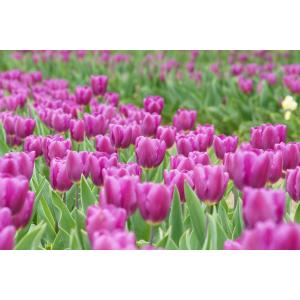 富山県産 チューリップ 球根 おまかせパック ...の詳細画像5