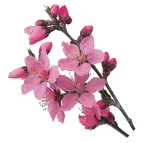 PPグルメシート 桜 1000入おせち 重箱 正月 迎春 おもてなし ラッピング 料理飾り 　