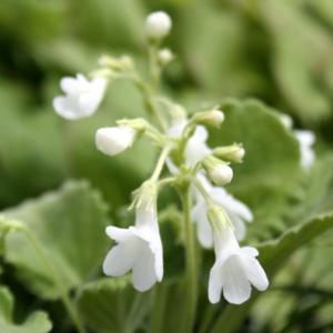 【山野草】白花岩桐草（白花イワギリソウ）｜shikoku-garden