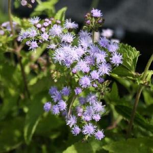 【山野草】青花フジバカマ　お得な10株セット｜shikoku-garden