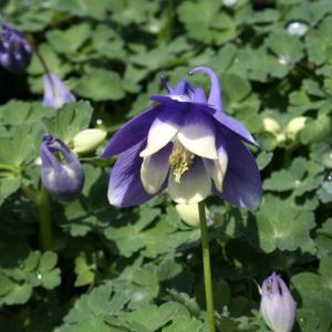 【山野草】八甲田オダマキ ※今季開花終了の商品画像