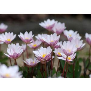 【山野草】桃花カナダゲシの商品画像