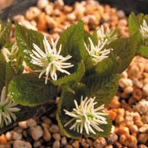 四国ガーデン センリョウ科 山野草 Yahoo ショッピング