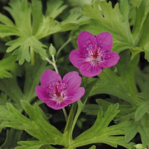 四国ガーデン フウロソウ科 山野草 Yahoo ショッピング