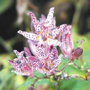【山野草 2026年夏〜開花見込み】ニイタカホト...の商品画像