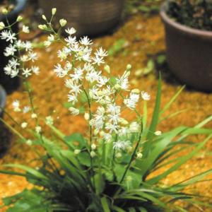 【山野草】野州ハナセキショウの商品画像