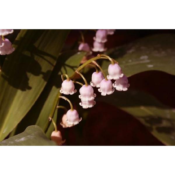 《人気商品》ピンクドイツスズラン