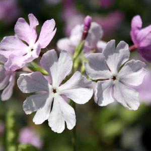 【山野草】日本サクラソウ「七賢人」　※今季開花終了｜shikoku-garden