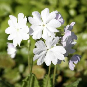 【山野草】日本サクラソウ「大明錦」　※今季開花終了｜shikoku-garden