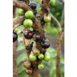 ジャボチカバ　苗（10.5cmp）