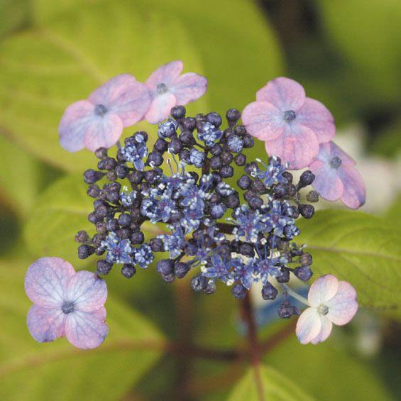 《2024年開花見込み》ヤマアジサイ「海峡」 3号(9cm)ポット植え