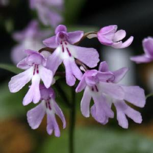 山野草 紫の花の商品一覧 通販 Yahoo ショッピング