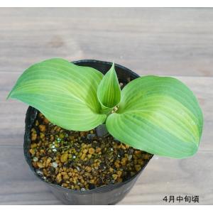 ホスタ「レイクサイド・ショアマスター」　5号(15cm)ポット植え｜shikoku-garden