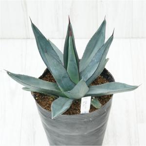 サボテン：フェロカクタス 文鳥丸*幅15cm 現品！一品限り : 遊恵盆栽