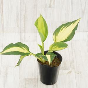 ホスタ（ギボウシ） 品種見計らいセット 5種5株 4号(12cm)ポット植え