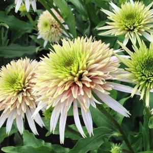 《宿根草》エキナセア「チェリー・フラッフ」5号(15cm)ポット植え