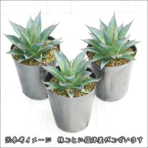 アガベ「ブルーグロー」4号ロングポットの詳細画像1
