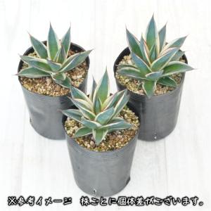 アガベ「スノーグロー」 3号ロングポットの詳細画像1
