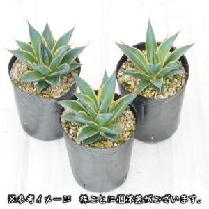 アガベ「サングロー」3号ロングポットの詳細画像1