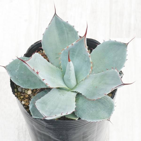 アガベ・パリー・トルンカータ　メリクロン株　4号ロングポット