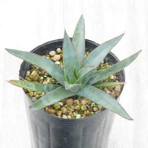 アガベ「ブルー・エンペラー」　3号ロングポット