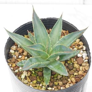☆特価☆多肉植物:アガベ 五色万代*M 幅10cm : 遊恵盆栽 ☆特価☆多肉植物:アガベ 五色万代*M 幅10cm : 遊恵盆栽