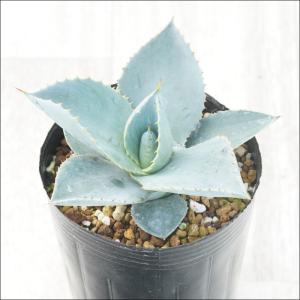 アガベ「ブルー・ウェーブ」　3号ロングポット