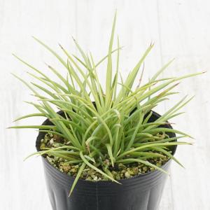 アガベ「トゥルー・ビューティ」 5号ポット : 四国ガーデン