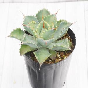 多肉植物：アガベ ピンキー*幅17cm 現品！一品限り : 遊恵盆栽