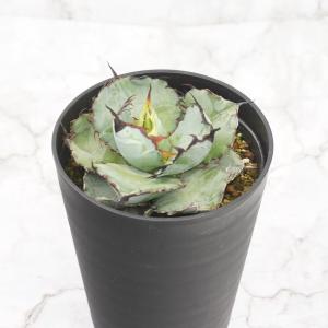 アガベ・エクスパンサ中斑 大株 ※7号規格 抜き苗 : 四国ガーデン