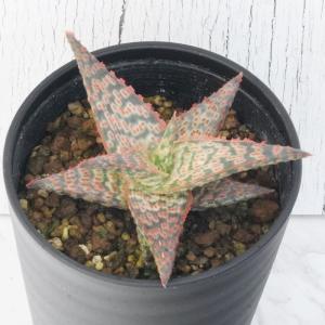 多肉植物 苗 パキセダム キャンディグレープ ガンゾウ 2.5号鉢