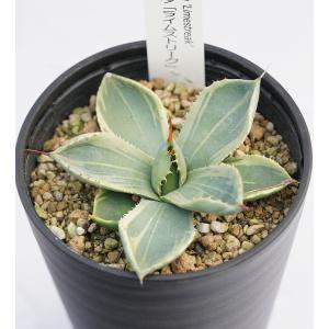 【現品】アガベ・オバティホリア・フロスティブルー　12号　S4番 楽天市場】【現品・現物】アガベ・オバティホリア・フロスティ