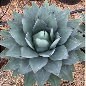 夏セールアガべ 笹の雪 サンキング‼️おすすめ‼️7898-1500 夏セールアガべ 笹の雪 サンキング‼️おすすめ‼️7898-1000