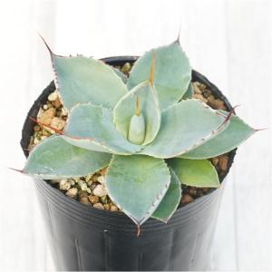 多肉植物 アガベ パリー トランカータ 7.5〜9cmポット苗 : やましち山