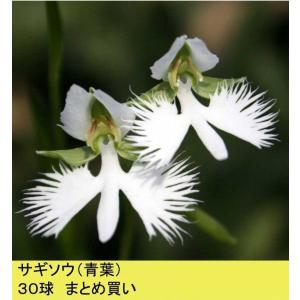【まとめ買い】【山野草】サギソウ（青葉）　30球