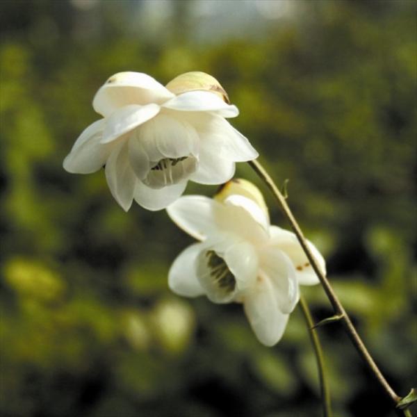 【まとめ買い】【山野草】白花レンゲショウマ　5株まとめ買い