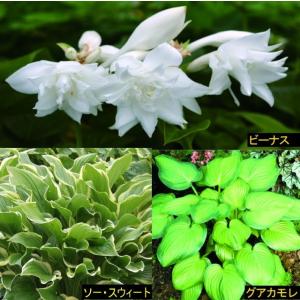 【まとめ買い】ホスタ 芳香品種3種3株 品種名ラ...の商品画像
