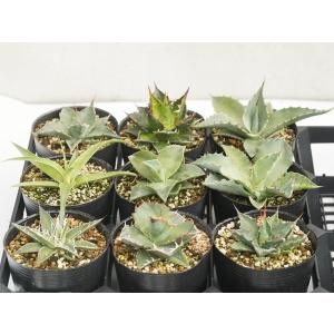 当店人気の　アガベ 品種見計らい5種　5ポットセット（３号ロングポット植え）※品種ラベル付き