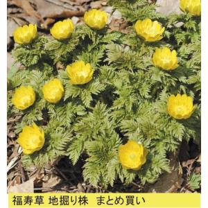 《期間限定セール》送料無料！福寿草　花芽付き地掘り株　10芽　※同梱・代引き・日付指定不可｜shikoku-garden