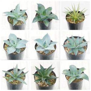 多肉植物：アガベ 氷山*幅7cm 現品！一品限り : 遊恵盆栽 Yahoo!店