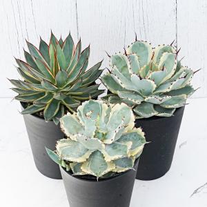 多肉植物:アガベ パリー トランカータ ライムストリーク*幅 多肉植物:アガベ パリー トランカータ ライムストリーク*幅