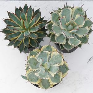 アガベ 斑入りの銘品3種セット(兜蟹錦・吉祥冠...の詳細画像3