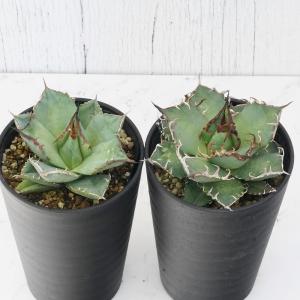 アガベ　チタノタ　（レッドキャット）（白鯨）（シーザー）3株セット アガベ チタノタ銘品3種セット（白鯨・赤猫・シーザー）3.5号鉢